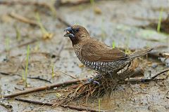 Scaly-breasted Munia